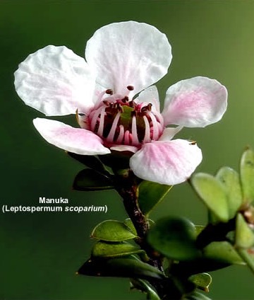 Active Manuka Honey - NPA 10+