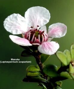 Active Manuka Honey - NPA 15+