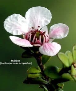 Active Manuka Honey - NPA 7+