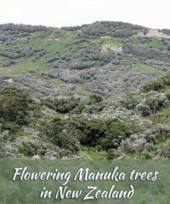 Active Manuka Honey - NPA 7+